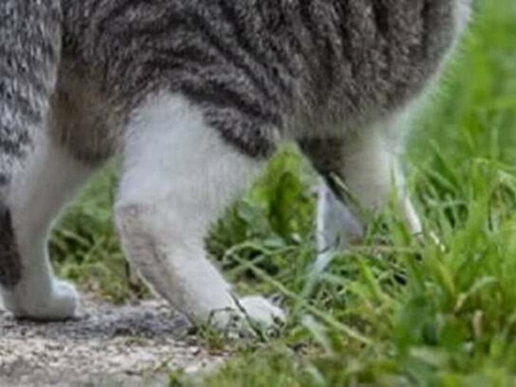 Video da orrore pubblicato sui social e poi cancellato, un uomo insegue un gatto, gli spara e poi lo fa sbranare dai suoi due cani 