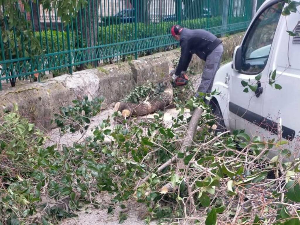 Il vento si abbatte su Partinico, crolla sulla strada circostante un grosso ramo da un albero di villa Margherita