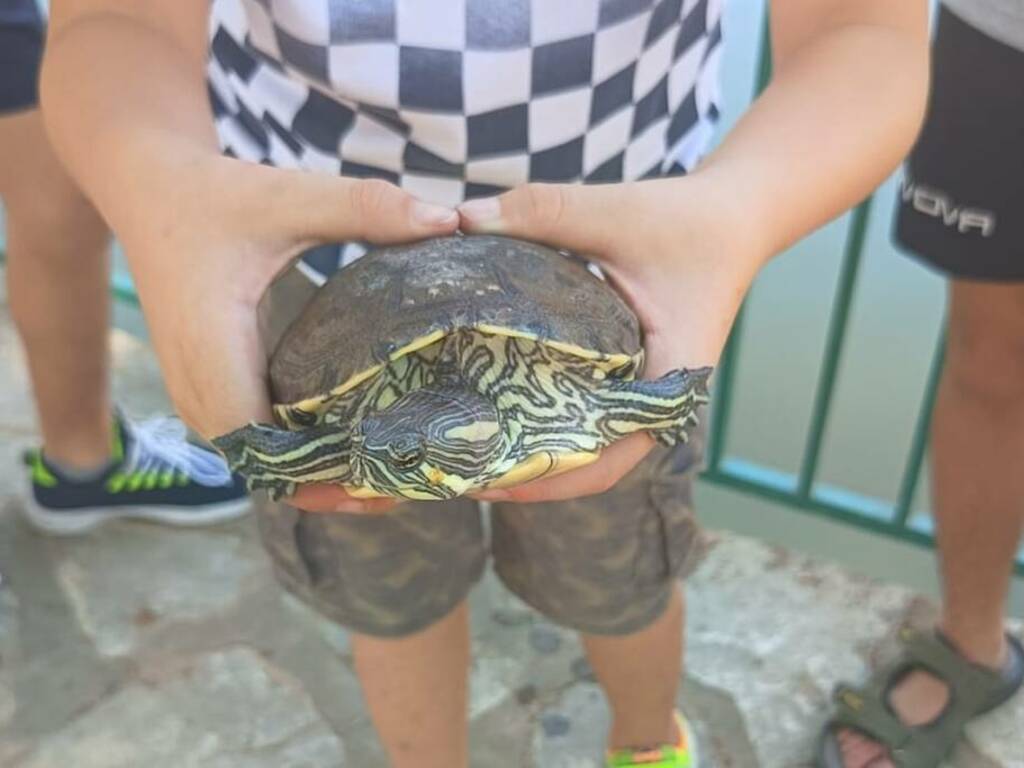 Nella vasca di villa Falcone a Partinico c’è un nuovo ospite, una tartaruga donata dai bambini della comunità Mary Poppins 